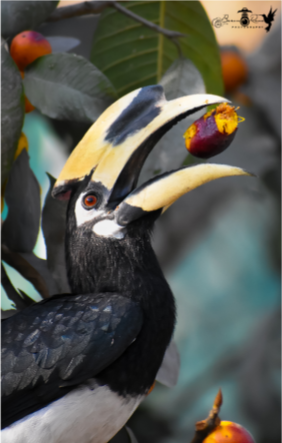 Oriental Pied Hornbill